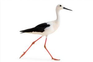 Elegantly walking in shallow water, the black-winged stilt reveals its long legs and distinctive black-and-white feathers, reflecting its delicate beauty in nature. photo