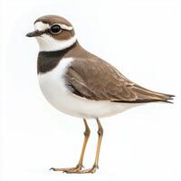 semipalmated plover stands elegantly by the water, its brown and white feathers contrasting beautifully against a soft white background, highlighting its delicate features. photo