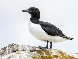 With its impressive black and white plumage, this common murre stands on a rocky ledge, exuding a sense of calm and solitude amidst a serene, soft background. photo