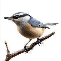 Eurasian nuthatch sits elegantly on a branch, displaying its sharp beak and beautiful blue-gray feathers, highlighting its unique features in a striking setting. photo