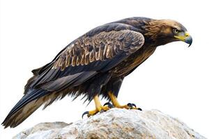 golden eagle rests gracefully on a rugged rock, its fierce beak and sharp talons poised for action, embodying strength and elegance in isolation. photo