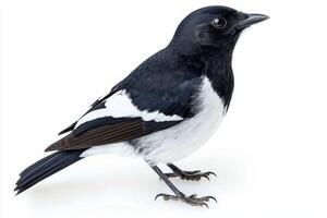 elegant magpie robin sits poised with its striking black and white feathers, isolated beautifully against a white backdrop, capturing its delicate features and charm. photo