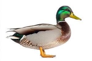 On a bright white background, a mallard duck stands tall, flaunting its vivid green head and rich brown body. This avian beauty captures nature's elegance in a stunning display. photo