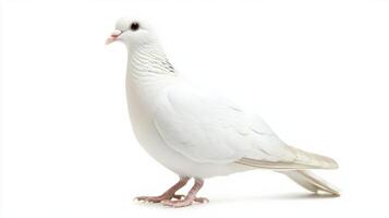 pure white dove stands alone, displaying its elegant feathers and gentle demeanor. This moment captures the beauty and tranquility of this iconic bird in stark simplicity. photo
