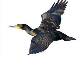 great cormorant glides through the air with outstretched wings, displaying a striking silhouette against a pristine white backdrop, celebrating the beauty of avian flight. photo