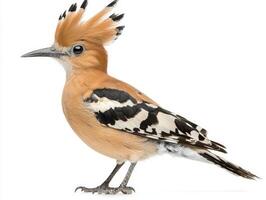 lively hoopoe stands confidently with its crest raised high, revealing its distinctive plumage and sharp beak. It embodies the allure of nature's wonders. photo