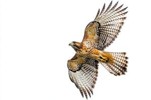 red-shouldered hawk glides effortlessly through the air, its wings fully extended, showcasing stunning feathers in a striking display of nature's beauty. photo