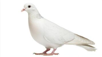 lovely white dove stands proudly, showcasing its delicate feathers and small beak. The bird exudes a sense of peace and purity, isolated against a bright white background. photo