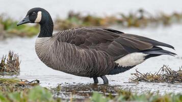 elegant brent goose, with its distinctive black-and-white feather pattern, stands near tranquil waters, embodying the serene beauty of nature's wildlife. photo