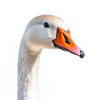 striking swan goose stands near the water, its long neck elegantly arched as it features a vivid orange beak. The serene setting highlights its natural beauty. photo