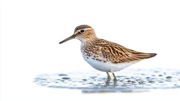 pectoral sandpiper stands elegantly near tranquil water, its brown-and-white feathers glimmering in the light as it forages quietly, embodying the beauty of nature. photo