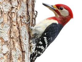 red-headed woodpecker clings to the rugged bark of a tree, its bright red head and striking black and white feathers catching the eye in a moment of natural elegance. photo