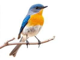 vivid western bluebird rests on a twig, displaying its striking blue and orange feathers in sharp contrast against a clean white background, captivating observers with its beauty. photo