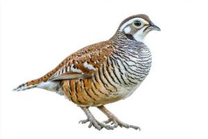 northern bobwhite quail stands proudly on the ground, displaying its distinctively spotted feathers, an emblem of nature's artistry and beauty in a serene setting. photo