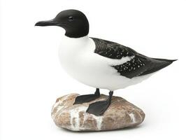 common murre stands proudly on a rocky ledge, its distinctive black and white feathers contrasting beautifully with the minimalist white background. A captivating portrayal of avian elegance. photo