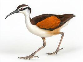 striking jacana elegantly walks, showcasing its elongated legs and uniquely spread toes, emphasizing its graceful movement in a minimalist setting. photo
