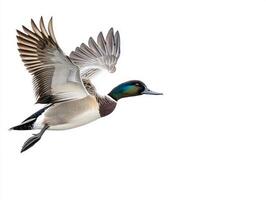 magnificent northern pintail takes flight, showcasing its elegant neck and distinctively pointed wings while isolated on a clean white background, embodying the beauty of avian grace. photo