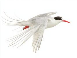 stunning roseate tern glides effortlessly with its long tail feathers trailing behind, capturing the essence of flight against a bright, white background, embodying beauty in motion. photo