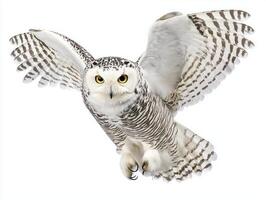 Gliding effortlessly, a snowy owl showcases its stunning white and gray plumage as it flies with wings fully extended, embodying freedom and elegance. photo