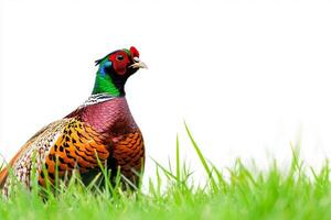 vibrant pheasant walks gracefully through lush green grass, its colorful feathers glimmering beautifully in the soft sunlight, creating a striking visual contrast. photo