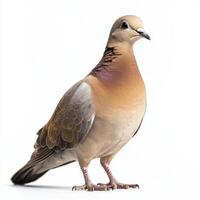 mourning dove stands gracefully, displaying its delicate brown plumage and small beak. The simplicity of the white background highlights its serene beauty. photo