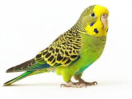 parakeet stands gracefully on its perch, flaunting its bright green and yellow feathers in a striking display against a pure white background, exuding charm and personality. photo