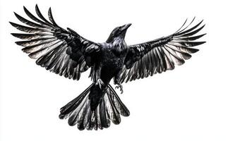 raven soars through the air, its wings fully extended, showcasing striking feathers in sharp contrast to the clear white background, symbolizing power and elegance. photo