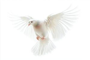 In a stunning display of agility, a pigeon soars through the air, its wings outstretched and flapping energetically against an immaculate white background photo