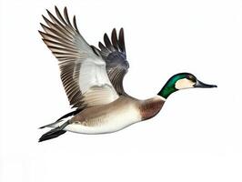 northern pintail glides gracefully through the air, its slender neck and pointed wings outstretched. The stark white backdrop highlights the bird's stunning features and vibrant colors. photo