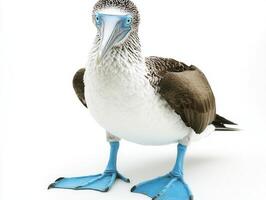 Standing tall with its distinctive blue feet and soft white plumage, the blue-footed booby captures attention with its unique features against a stark white setting. photo