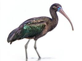 striking bird stands in shallow waters, displaying its vibrant feathers and elongated beak, perfectly isolated to highlight its unique beauty. photo