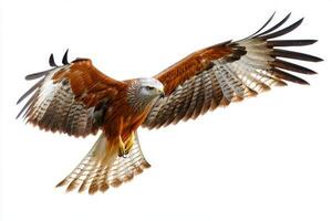 stunning red kite glides effortlessly through the sky, its forked tail and sharp wings spread wide. The bird exhibits remarkable agility and beauty, capturing the essence of avian flight. photo