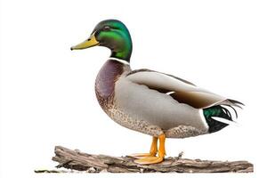 mallard duck stands proudly on a log at the water's edge, displaying its brilliant green head and rich brown feathers, perfectly isolated against a clean white background. photo