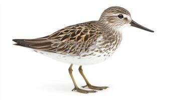 white-rumped sandpiper is poised near the tranquil water, displaying its intricate gray and white feathers against a bright background, highlighting its elegant form. photo