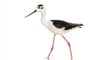 solitary black-winged stilt elegantly strides through shallow water, its distinctive black-and-white plumage reflecting the serene environment around it, creating a tranquil atmosphere. photo
