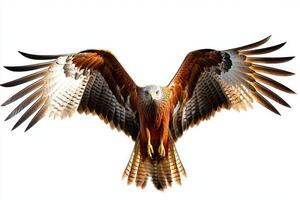red kite elegantly glides through the sky, showcasing its distinctive forked tail and broad, sharp wings as it hunts for prey. This stunning display highlights its agility and beauty. photo