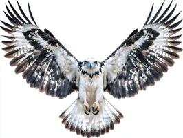 striking bird of prey showcases its powerful wingspan while gliding effortlessly, embodying the elegance and strength of the harpy eagle in flight. photo