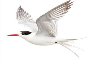 roseate tern glides effortlessly through the air, showcasing its slender body and extended wings. Its striking red bill and elegant feathers create a stunning contrast against the white background. photo