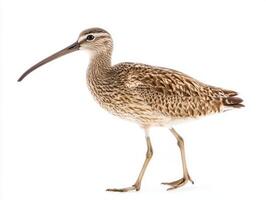 Eurasian curlew walks confidently, its long, curved beak and beautifully patterned brown feathers capturing attention in a minimalist setting, reflecting the elegance of wildlife. photo