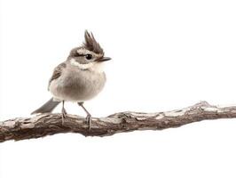 crested tit, with its distinctive raised crest and small body, stands on a branch, exuding charm and elegance in a serene white setting that highlights its beauty. photo