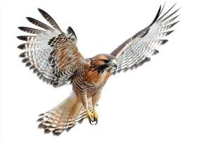 red-shouldered hawk effortlessly glides through the air, its broad wings fully extended in an impressive display of aerial agility and beauty photo