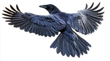 raven takes to the sky, wings fully extended, showcasing its powerful silhouette against a bright white backdrop. This moment captures nature's beauty in motion. photo