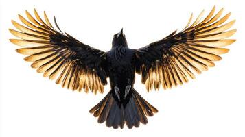 common blackbird glides effortlessly with wings fully spread, showcasing its graceful flight. This captivating display highlights its stunning plumage and agility in mid-air. photo