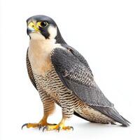 captivating peregrine falcon stands poised with its wings slightly spread, revealing striking plumage details. Its fierce gaze adds to the bird's majestic presence. photo