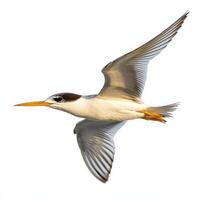 little tern glides gracefully through the air, its pointed wings extended and forked tail streaming behind. This elegant bird captures the essence of avian agility. photo