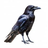 Tcaptivating raven stands tall, showcasing its glossy black feathers and sharp beak. The contrast with a white background enhances the bird's enchanting features and allure. photo
