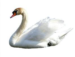 serene creature moves effortlessly through an open expanse, showcasing its elegant neck and pristine feathers, embodying tranquility and beauty in every gentle motion. photo