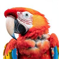 striking scarlet macaw showcases its brilliant plumage, featuring vibrant red, blue, and yellow feathers against a pristine white background, capturing the essence of its beauty. photo