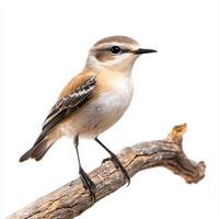 northern wheatear perches elegantly on a slender branch, displaying its intricate white and brown feathers. This small bird captures the beauty of nature's design. photo