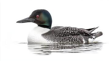 common loon glides effortlessly on calm waters, displaying its distinctive black and white feathers. This serene moment captures the beauty of nature in perfect harmony. photo